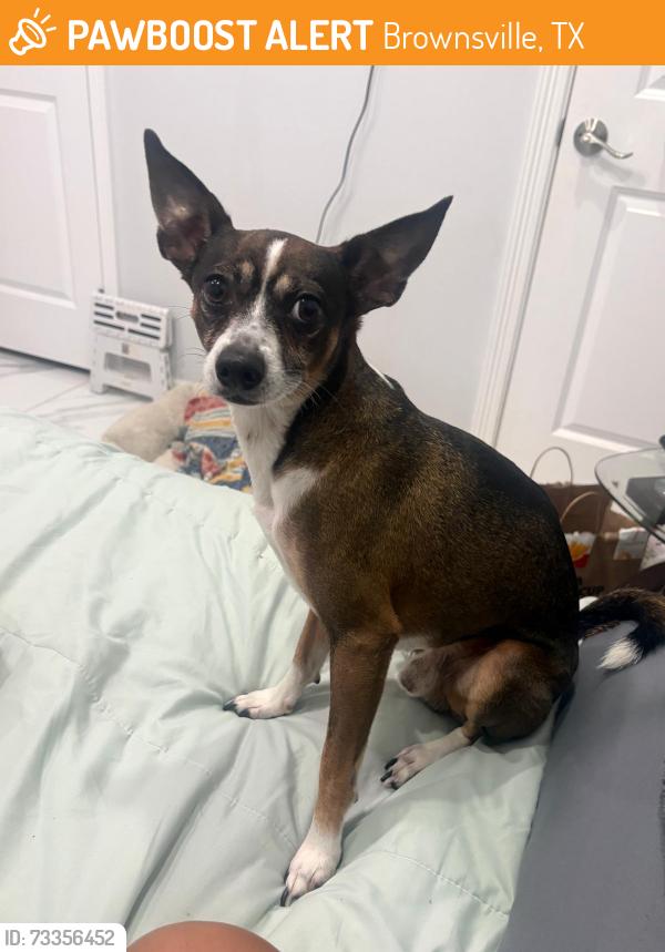 Found/Stray Male Dog last seen Kalinga Ln, Brownsville, TX 78521