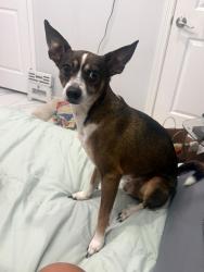 Found/Stray Male Dog last seen Kalinga Ln, Brownsville, TX 78521