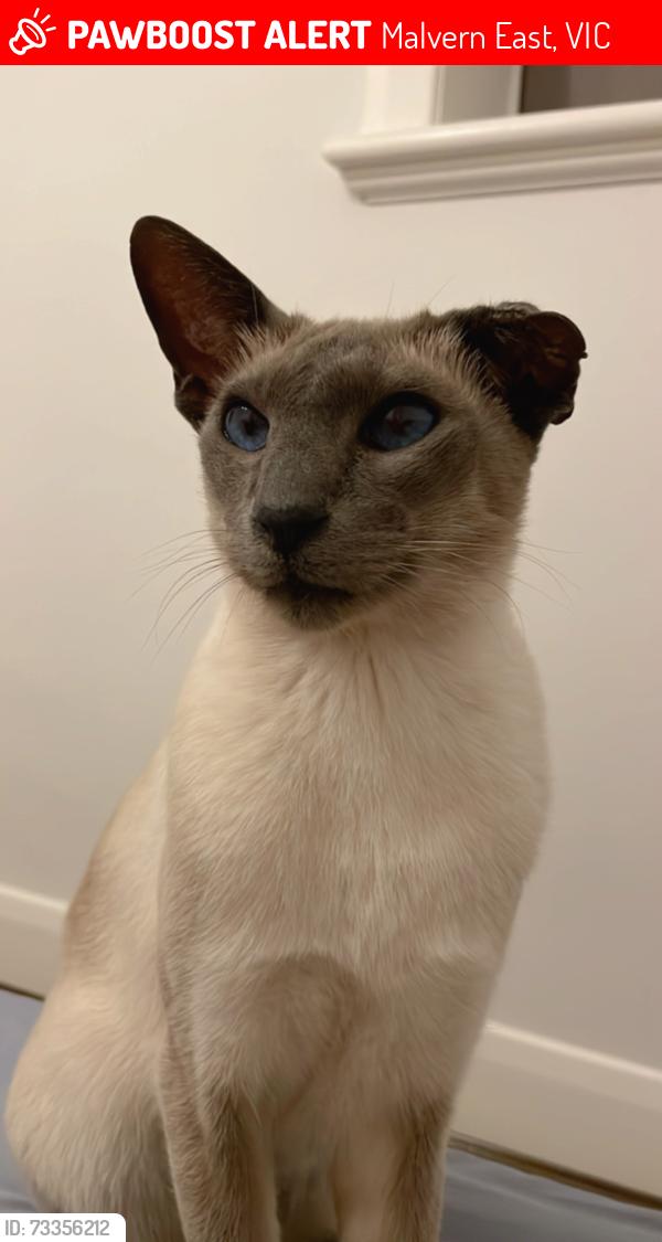 Lost Male Cat last seen Burke Road and Manning Road near BP station in Malvern East, Malvern East, VIC 3145