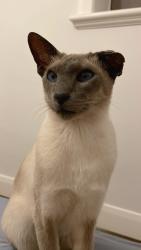 Lost Male Cat last seen Burke Road and Manning Road near BP station in Malvern East, Malvern East, VIC 3145