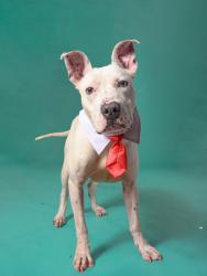 Shelter Stray Male Dog last seen Near FAIRFIELD PL NW, Atlanta, GA, 1251 Fulton Industrial Blvd NW, Atlanta, GA 30336, USA