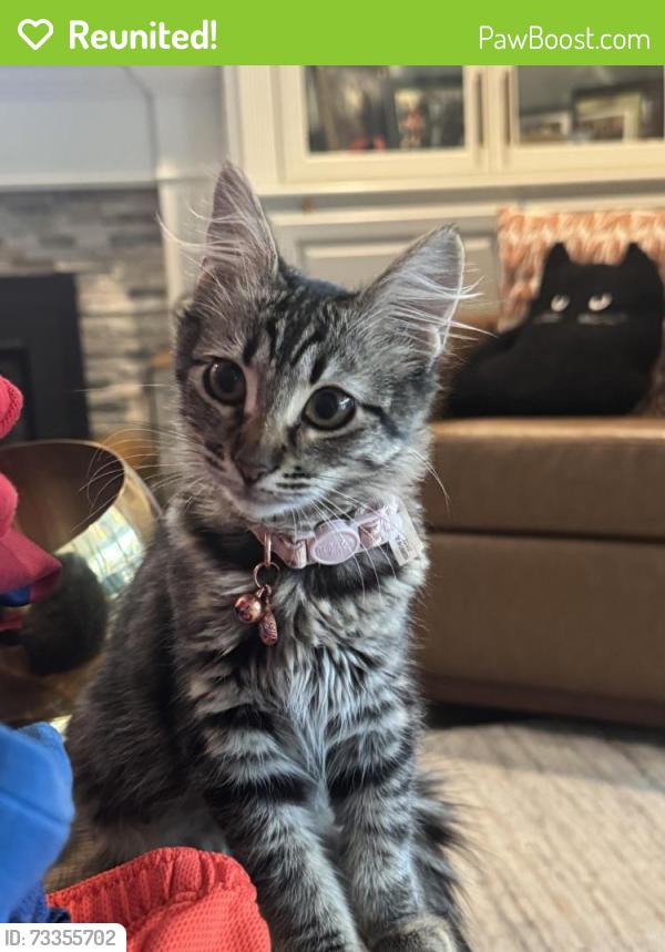 Reunited Female Cat last seen Elvis & Dunn, San Jose, CA 95123