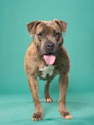 Shelter Stray Female Dog last seen Near martin luther king jr dr, Atlanta, GA, 1251 Fulton Industrial Blvd NW, Atlanta, GA 30336, USA