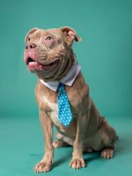 Shelter Stray Male Dog last seen Near RIDGECREST LN, Atlanta, GA, 1251 Fulton Industrial Blvd NW, Atlanta, GA 30336, USA