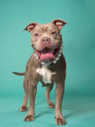 Shelter Stray Female Dog last seen Near Waters Rd., Atlanta, GA, 1251 Fulton Industrial Blvd NW, Atlanta, GA 30336, USA