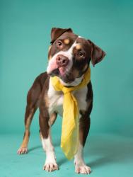 Shelter Stray Male Dog last seen Near Orly Ter, South Fulton, GA, 1251 Fulton Industrial Blvd NW, Atlanta, GA 30336, USA