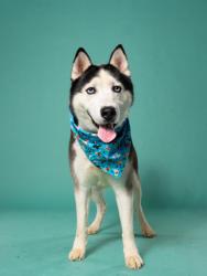 Shelter Stray Male Dog last seen Near Camelot Dr, Atlanta, GA, 1251 Fulton Industrial Blvd NW, Atlanta, GA 30336, USA
