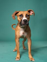 Shelter Stray Male Dog last seen Near camelot dr, Atlanta, GA, 1251 Fulton Industrial Blvd NW, Atlanta, GA 30336, USA