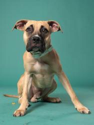 Shelter Stray Male Dog last seen Near camelot dr, Atlanta, GA, 1251 Fulton Industrial Blvd NW, Atlanta, GA 30336, USA