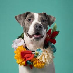 Shelter Stray Female Dog last seen Near Bayard Street, Atlanta, GA, 1251 Fulton Industrial Blvd NW, Atlanta, GA 30336, USA
