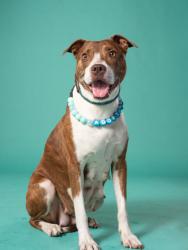 Shelter Stray Female Dog last seen Feldwood Rd and Riggins, South Fulton, GA, 1251 Fulton Industrial Blvd NW, Atlanta, GA 30336, USA