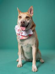 Shelter Stray Female Dog last seen Near Johnson Rd NW, Atlanta, GA, 1251 Fulton Industrial Blvd NW, Atlanta, GA 30336, USA