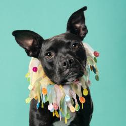 Shelter Stray Female Dog last seen Near Burton Dr, Atlanta, GA, 1251 Fulton Industrial Blvd NW, Atlanta, GA 30336, USA