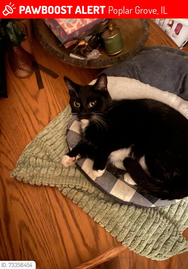 Lost Female Cat last seen Winesap, falcon way, pembroke dr sw, Poplar Grove, IL 61065