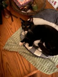 Lost Female Cat last seen Winesap, falcon way, pembroke dr sw, Poplar Grove, IL 61065