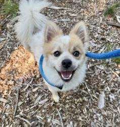 Shelter Stray Male Dog last seen Towsend and 6th st, 21225, MD, 2490 Giles Rd, Baltimore, MD 21225, USA