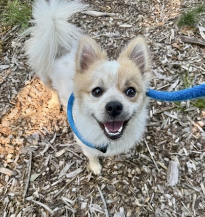 Shelter Stray Male Dog last seen Towsend and 6th st, 21225, MD, 2490 Giles Rd, Baltimore, MD 21225, USA