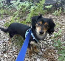 Shelter Stray Male Dog last seen Near Ridgetop Rd, 21207, MD, 2490 Giles Rd, Baltimore, MD 21225, USA