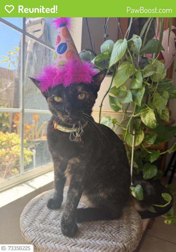 Reunited Female Cat last seen Raymond Way, Lake Forest, CA 92630