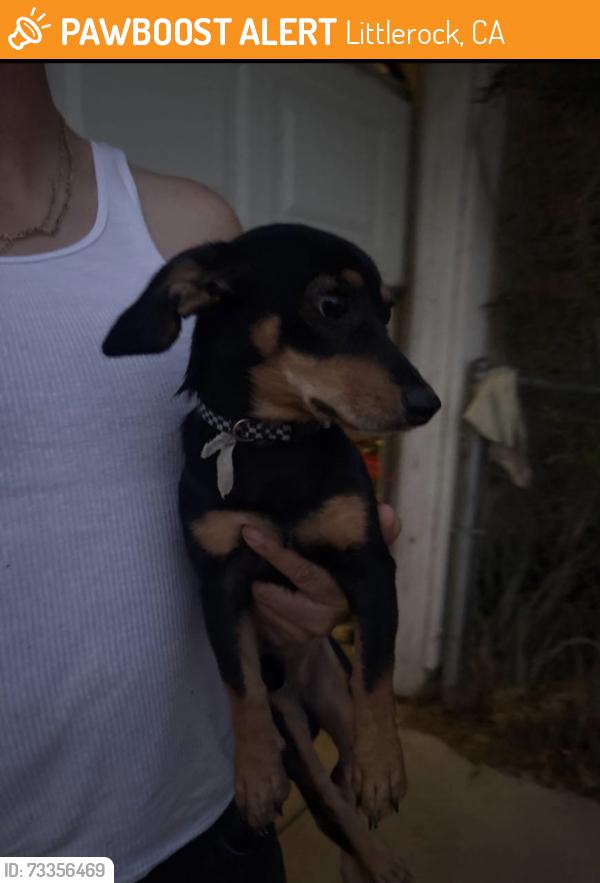 Found/Stray Male Dog last seen Palmdale Blvd, Littlerock, CA 93543