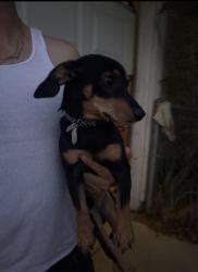 Found/Stray Male Dog last seen Palmdale Blvd, Littlerock, CA 93543