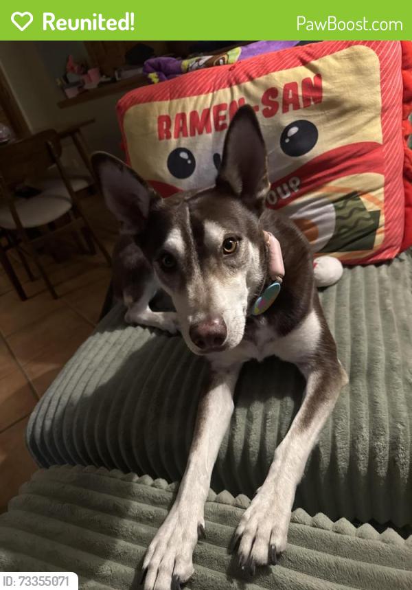 Reunited Male Dog last seen Target on George Dieter, El Paso Texas 79936, El Paso, TX 79936
