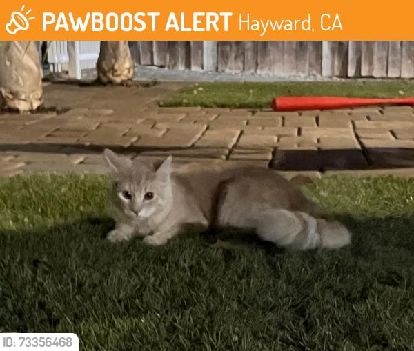 Found/Stray Unknown Cat last seen sunset blvd & meekland ave, Hayward, CA 94541
