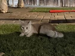 Found/Stray Unknown Cat last seen sunset blvd & meekland ave, Hayward, CA 94541
