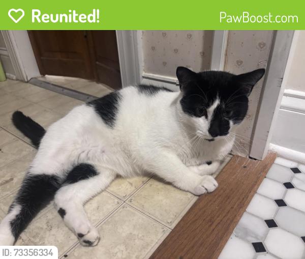 Reunited Male Cat last seen Baltimore Maryland,Tramore Rd, Baltimore, MD 21214