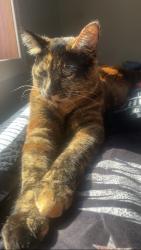 Lost Female Cat last seen Near ethel st, Gibsonton, FL 33534