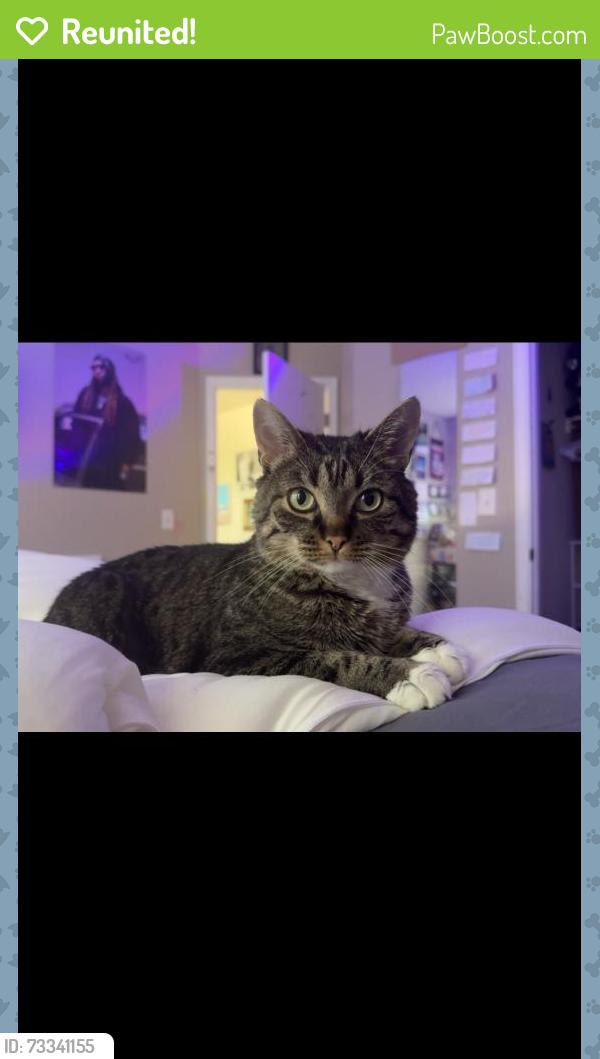 Reunited Male Cat last seen Meadows Blvd/Diamondleaf Dr/Blazingstar Tr, Castle Rock, CO 80109