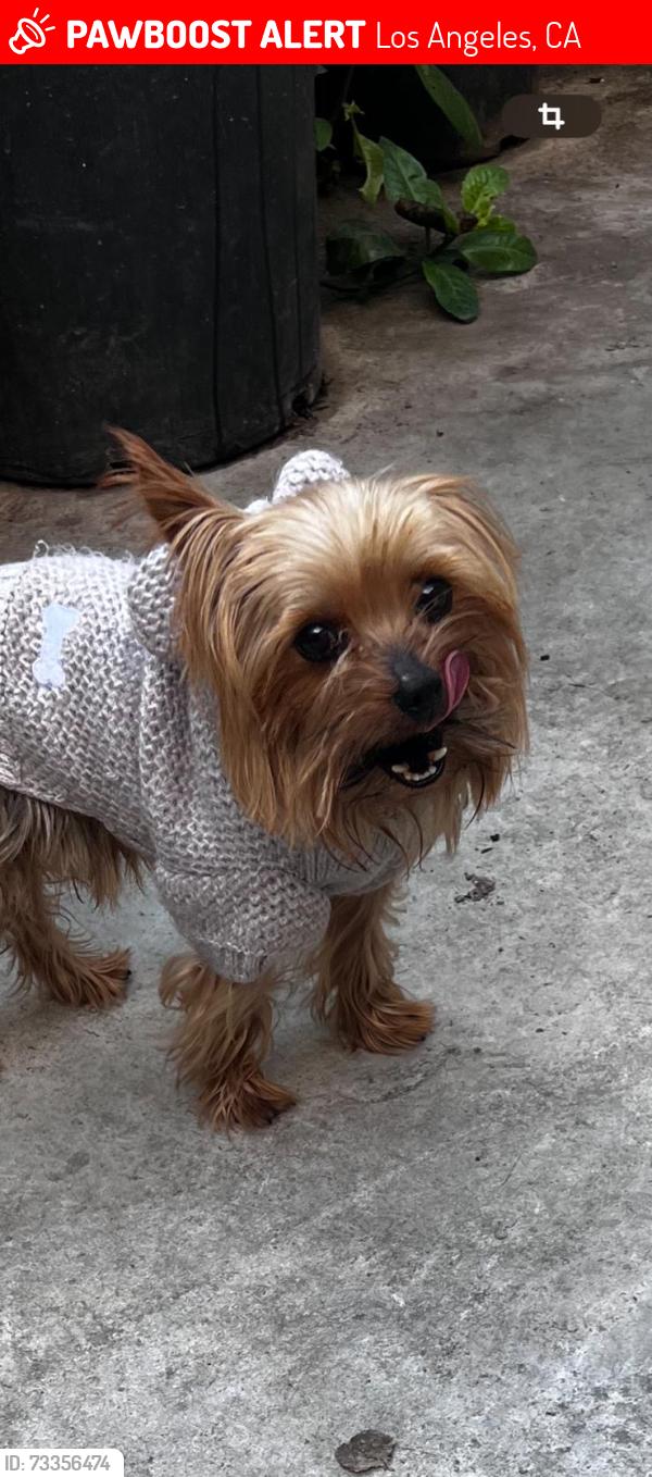 Lost Male Dog last seen Near s flower st Los Angeles ca 90003, Los Angeles, CA 90003