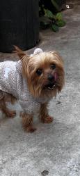 Lost Male Dog last seen Near s flower st Los Angeles ca 90003, Los Angeles, CA 90003