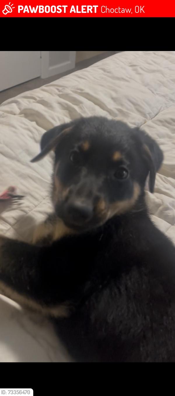 Lost Female Dog last seen S Anderson/15th, Choctaw, OK 73020