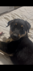 Lost Female Dog last seen S Anderson/15th, Choctaw, OK 73020
