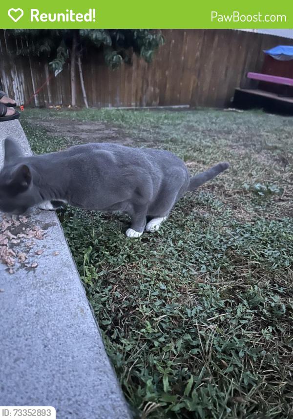 Reunited Unknown Cat last seen Near Roosevelt ave, Thornton, CO 80229