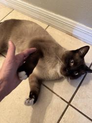 Lost Male Cat last seen Lawrence ave, Deltona, FL 32725