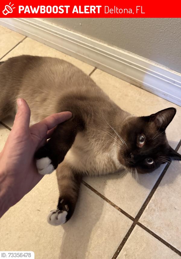Lost Male Cat last seen Lawrence ave, Deltona, FL 32725