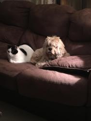 Lost Male Dog last seen Bull run and dutcher, Howell, MI 48843