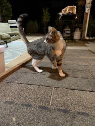 Reunited Unknown Cat last seen Harold and 120th, Portland, OR 97266