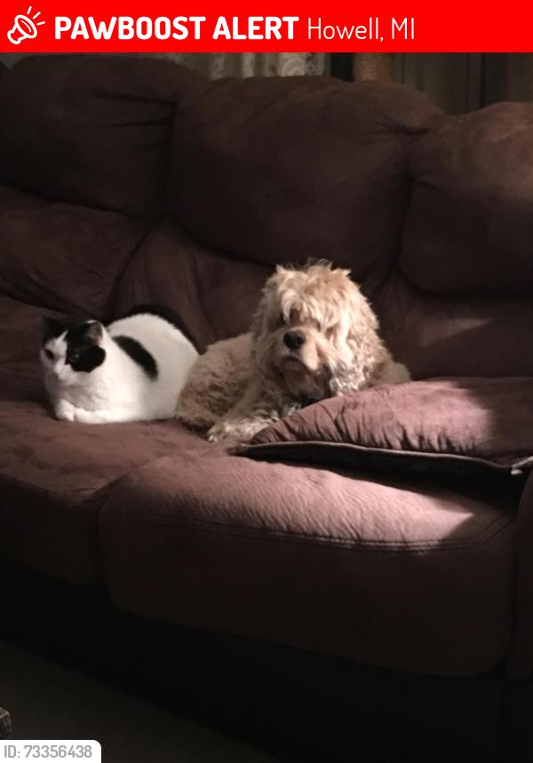 Lost Male Dog last seen Bull run and dutcher, Howell, MI 48843