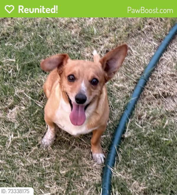 Reunited Male Dog last seen CR 6420, Lubbock, TX 79416