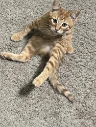 Lost Male Cat last seen Softwind rd apmts, Vista, CA 92081
