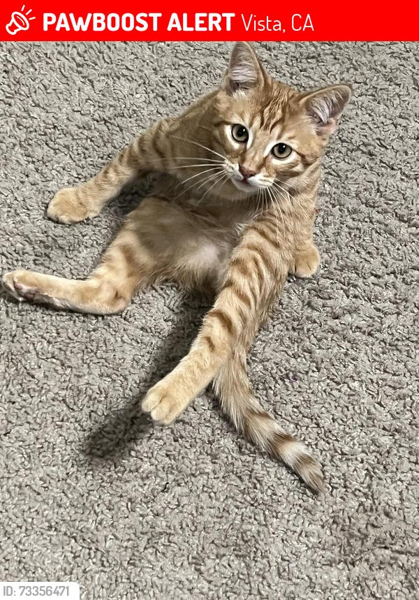 Lost Male Cat last seen Softwind rd apmts, Vista, CA 92081