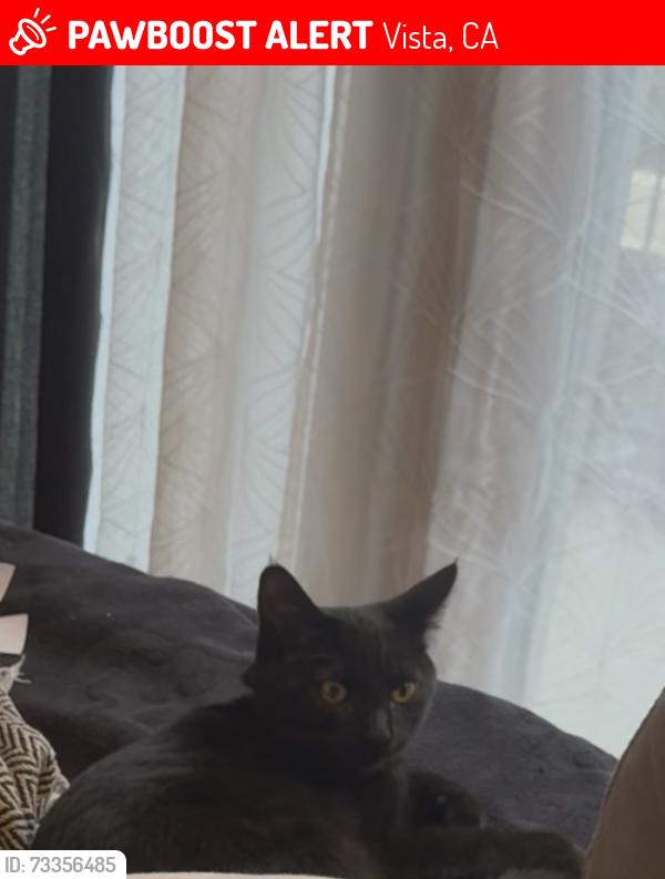Lost Female Cat last seen Brengle, Vista, CA 92084