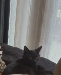 Lost Female Cat last seen Brengle, Vista, CA 92084