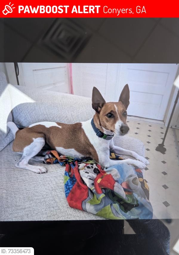 Lost Male Dog last seen Milstead road and Norton, Conyers, GA 30012
