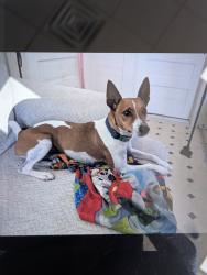 Lost Male Dog last seen Milstead road and Norton, Conyers, GA 30012