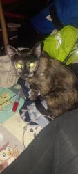Found/Stray Female Cat last seen Dollar tree off of carmenita and telegraph, Whittier, CA 90605