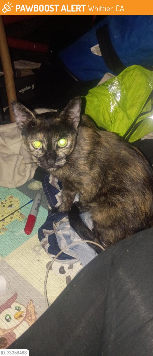Found/Stray Female Cat last seen Dollar tree off of carmenita and telegraph, Whittier, CA 90605